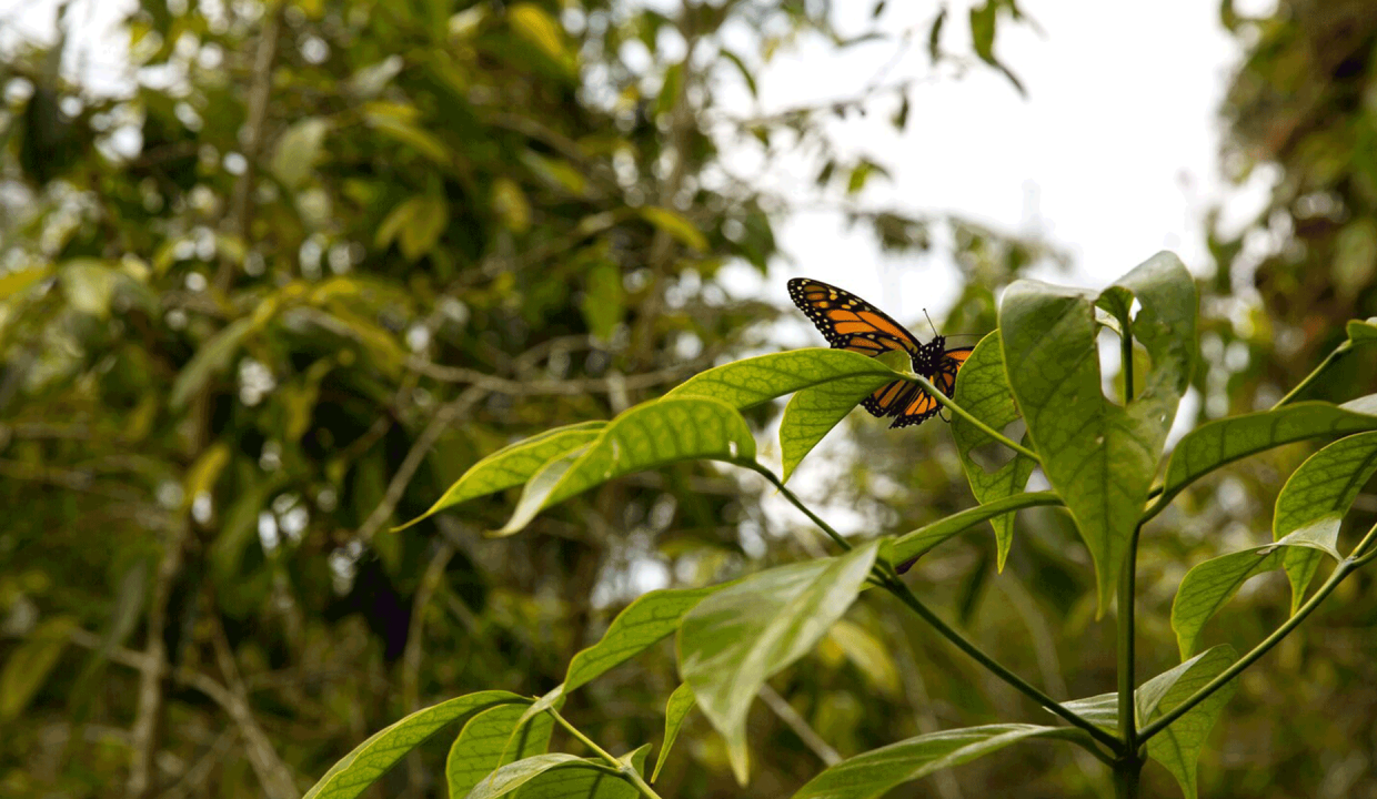 Mariposario Zhaveta Yard
