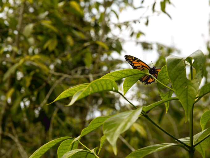 Mariposario Zhaveta Yard